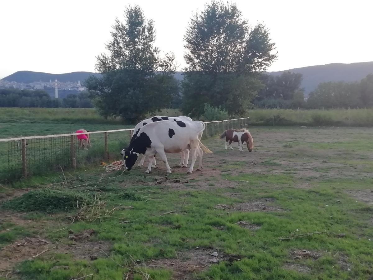 Agriturismo Tenuta Filippi Нарні Екстер'єр фото